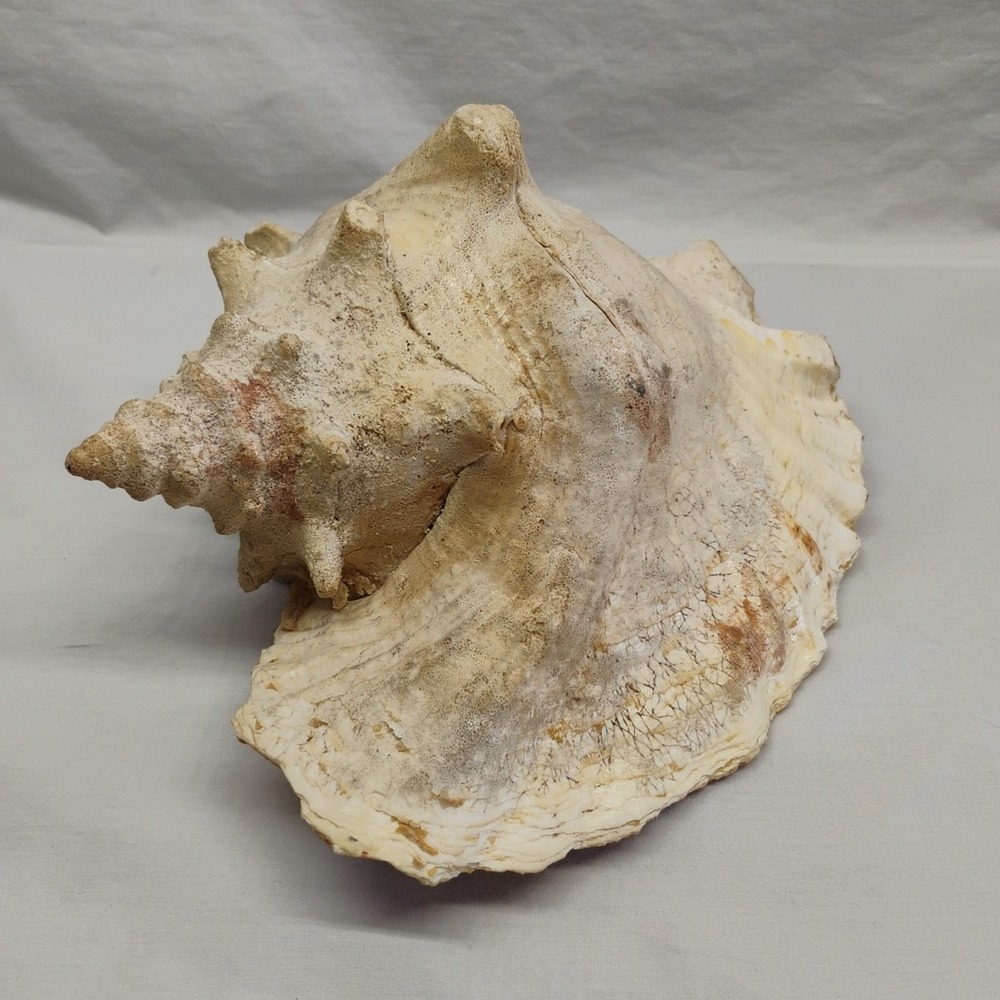 Vintage Natural Queen Conch Sea Shell 9.5"x7.75" Large Pink 4 pound Beach Decor